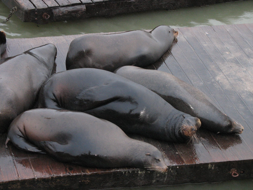 Sea lions on Pier 39