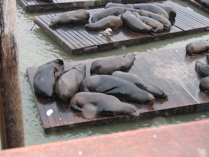 Sea lions on Pier 39