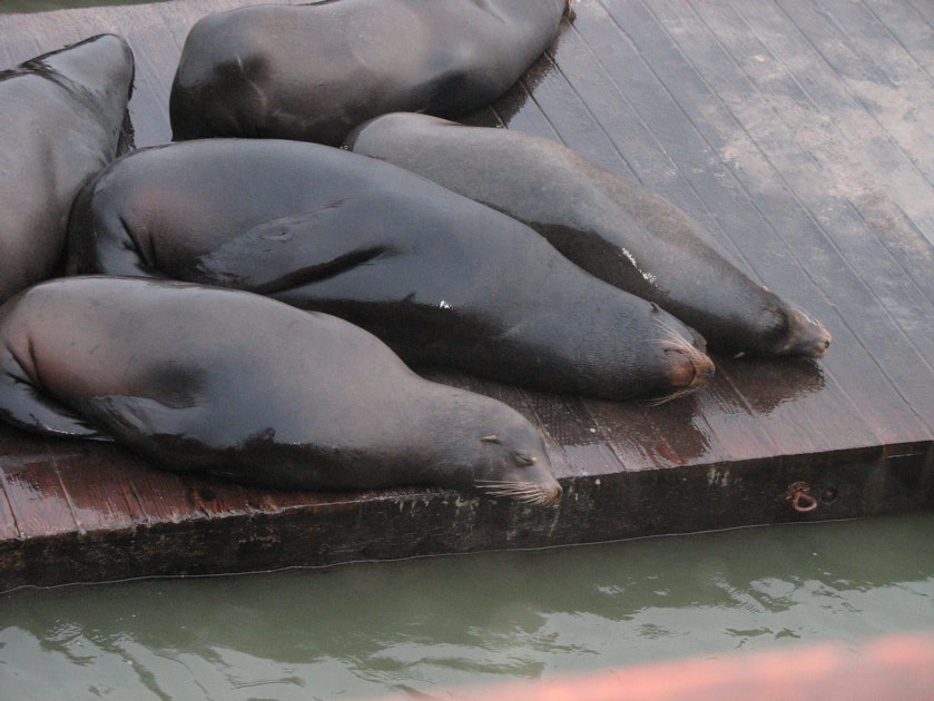 Sea lions on Pier 39