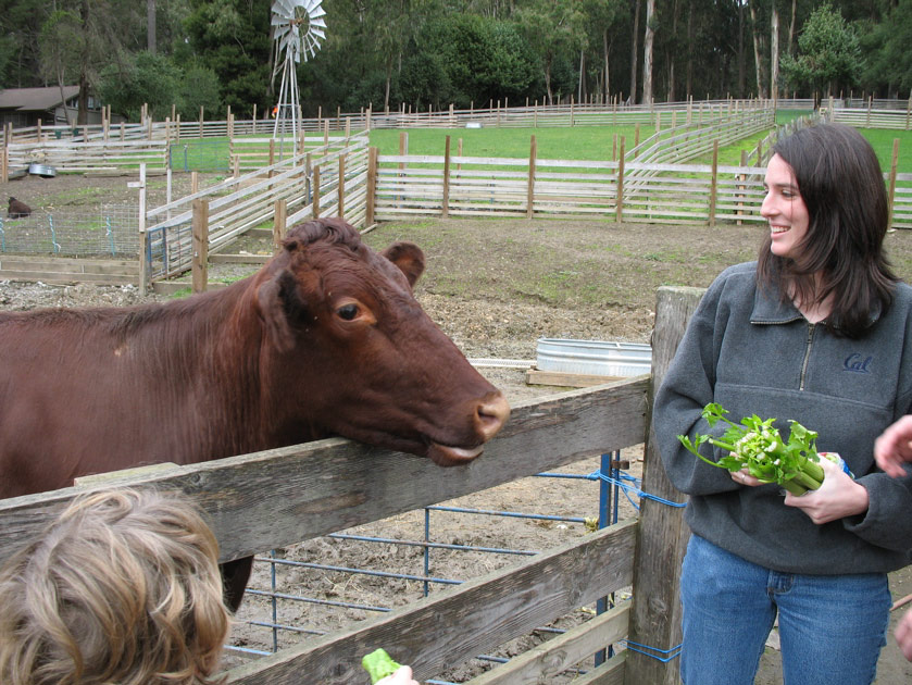 Julie feeds a cow at the Tilden petting zoo