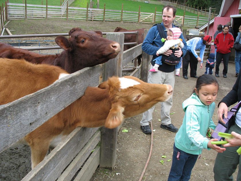 The cows want celery!