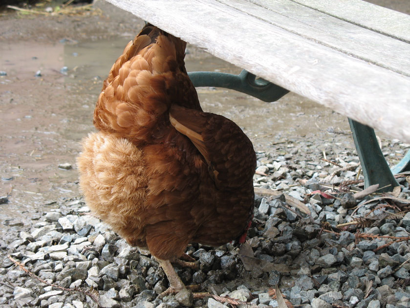 Guess what?  Chicken butt!