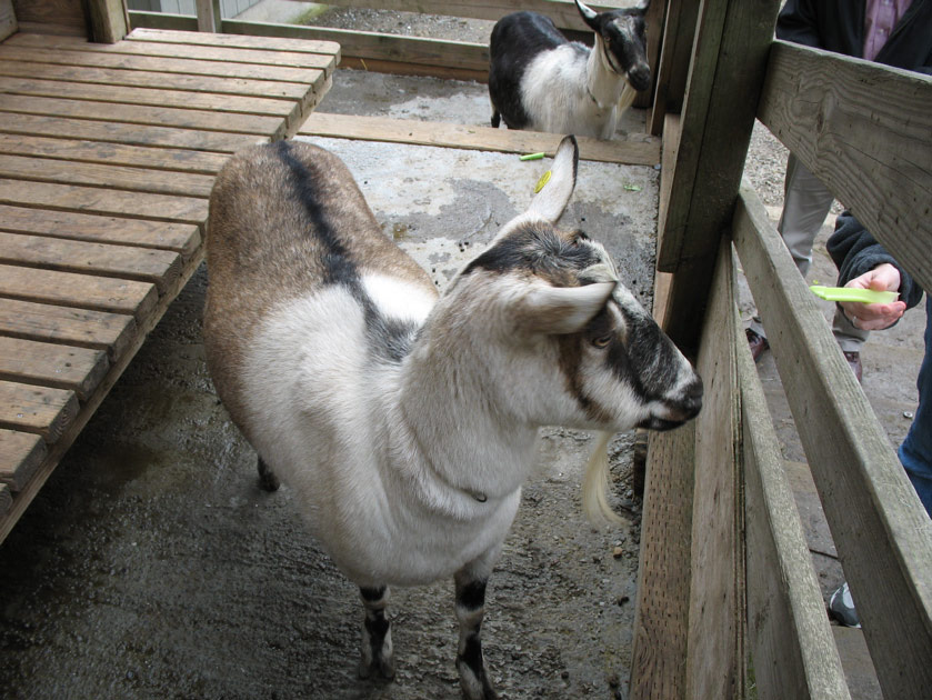 A goat at the Tilden petting zoo