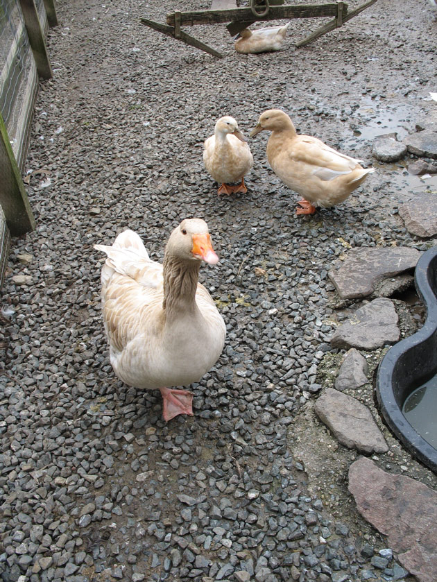 Geese at the Tilden petting zoo