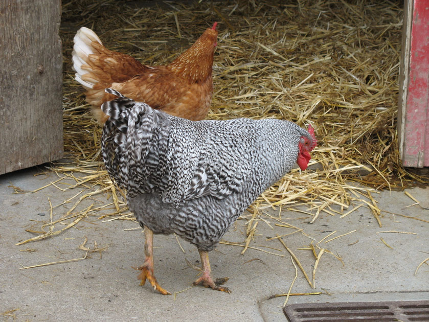 Chickens at the Tilden petting zoo