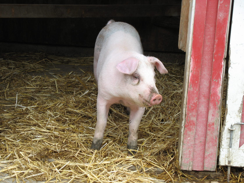 A pig at the Tilden petting zoo