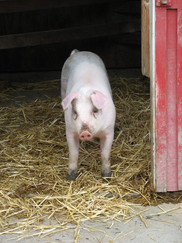 A pig at the Tilden petting zoo