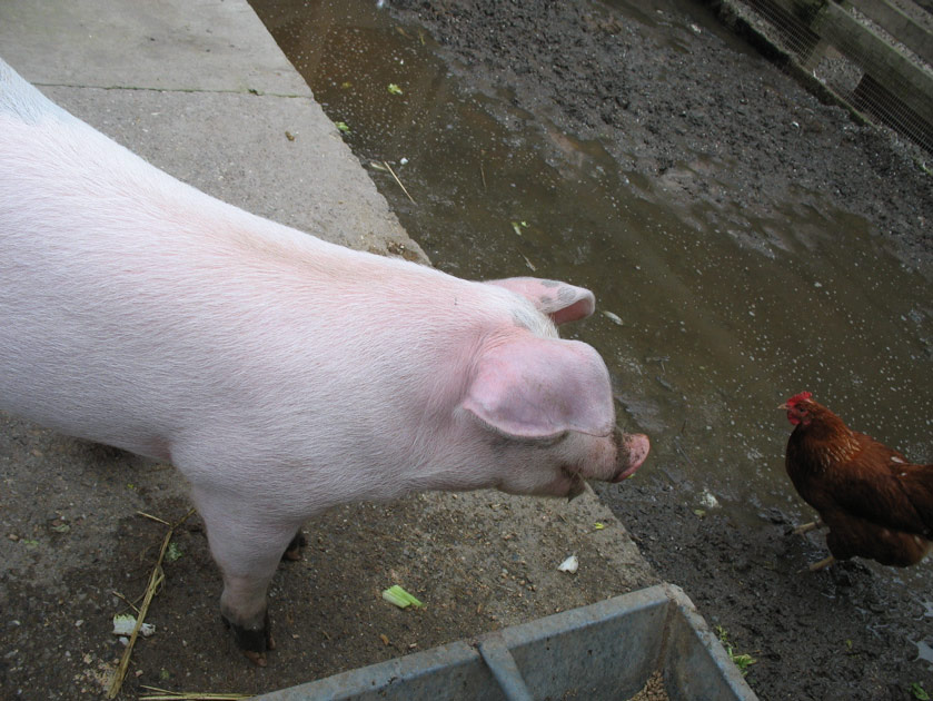 The pig looks at the chicken