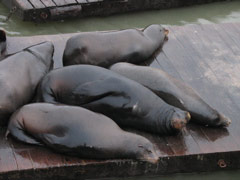 Sea lions on Pier 39