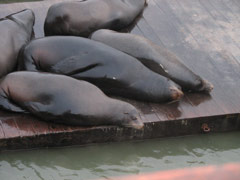 Sea lions on Pier 39