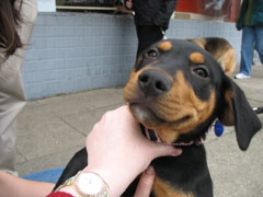 A puppy from the Pet Adoption Center