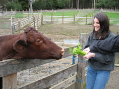 Julie feeds a cow at the Tilden petting zoo