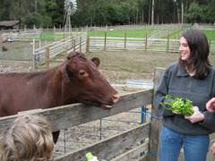 Julie feeds a cow at the Tilden petting zoo