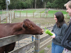 Julie and Jake feed a cow at the Tilden petting zoo