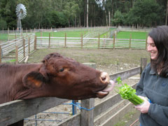 Julie feeds an eager cow at the Tilden petting zoo