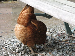 Guess what?  Chicken butt!