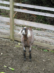 A hopeful goat