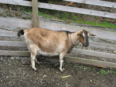 A goat at the Tilden petting zoo