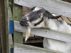 A goat at the Tilden petting zoo