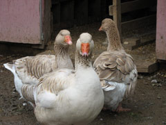 Geese at the Tilden petting zoo
