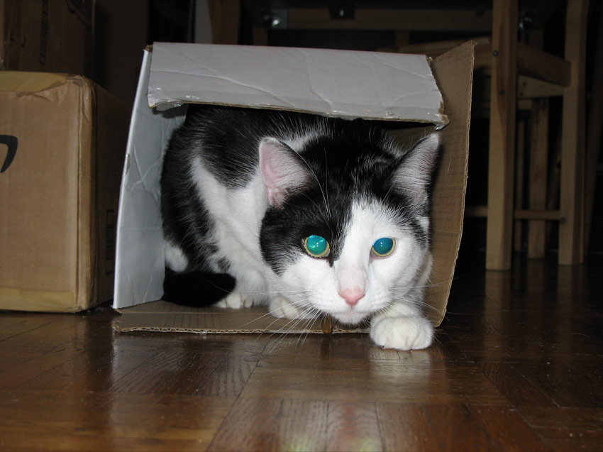 Jaxson stalking Sasha from his box