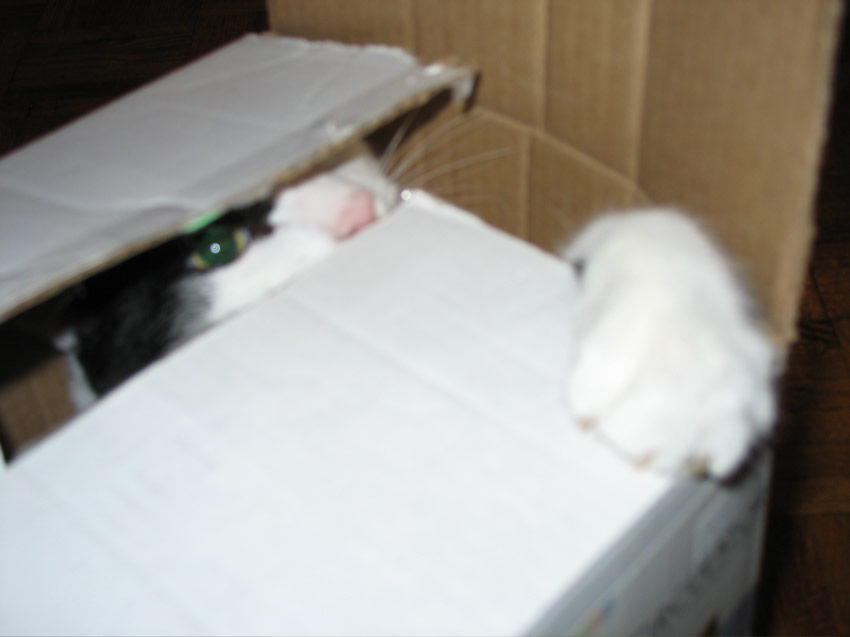 Jaxson trying to kill Sasha from his box