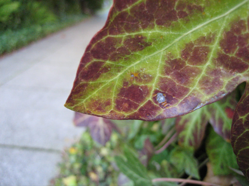 Leaves in Eastlake