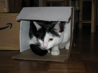 Jaxson in his box