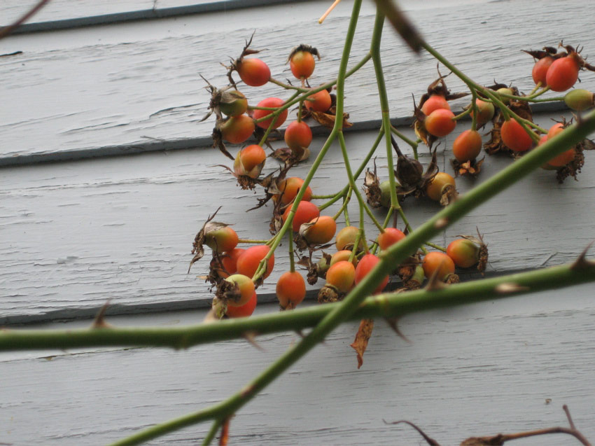 Rosehips on Broadway Avenue