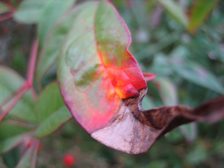 Leaf near St. Mark's