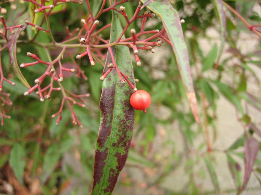 Berries and Leaves near St. Mark's, Capitol Hill