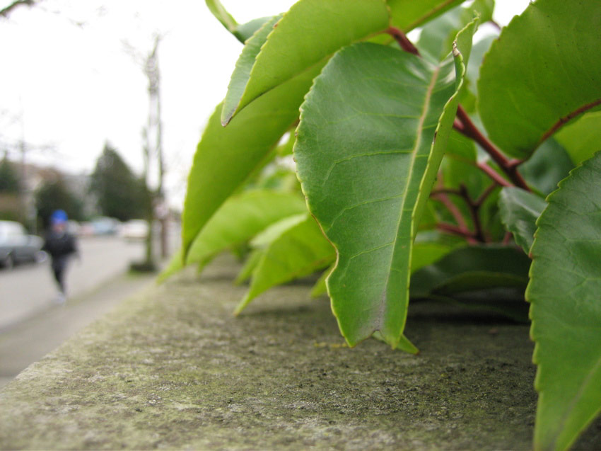 Leaves near St. Mark's