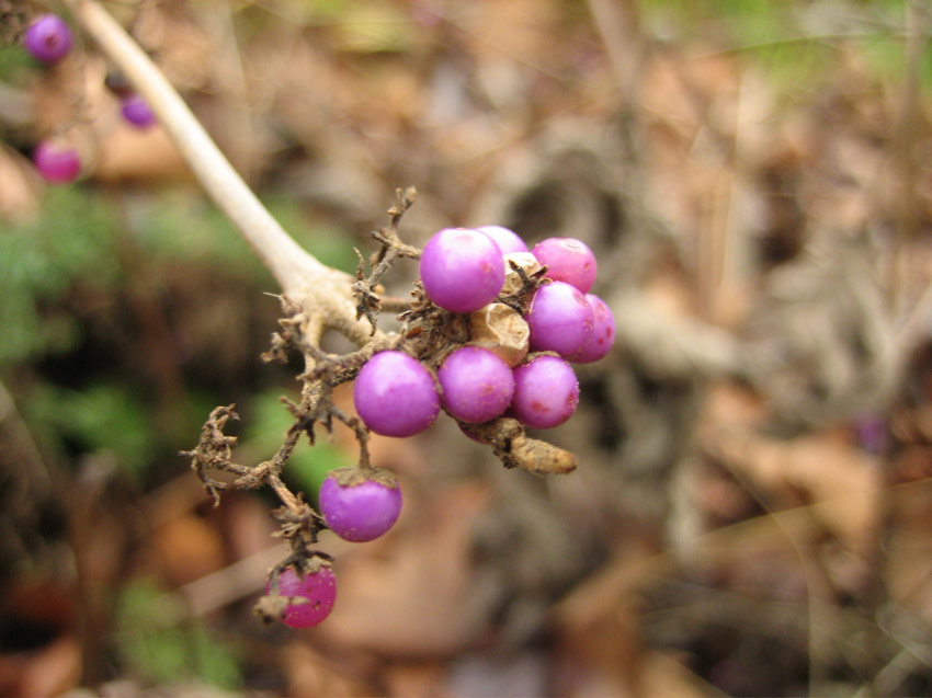 Berries, 11th Avenue, Capitol Hill