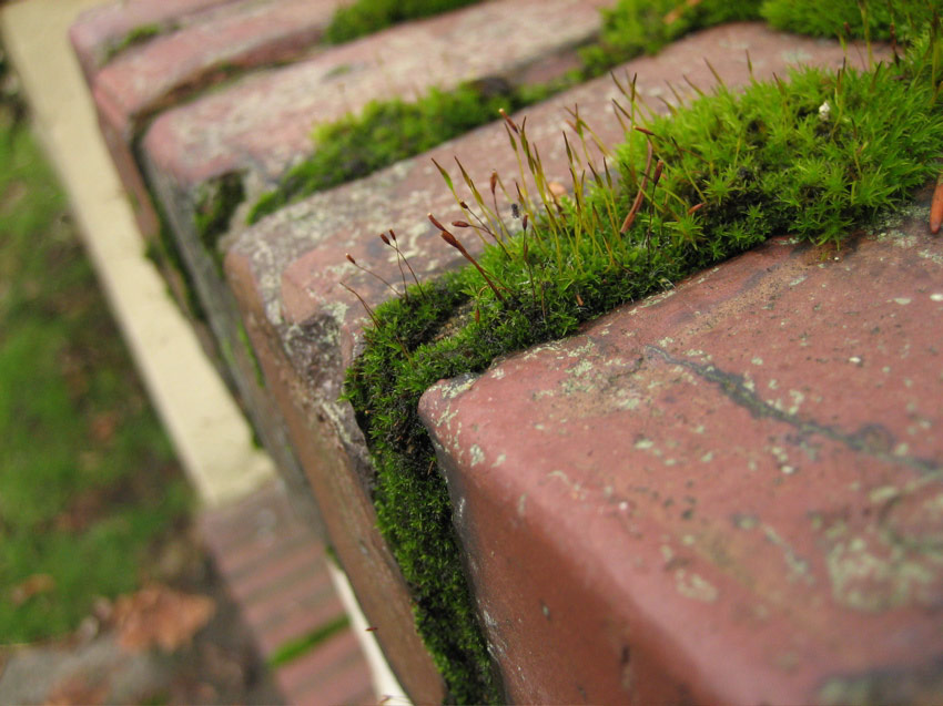 Bricks and Moss, Capitol Hill