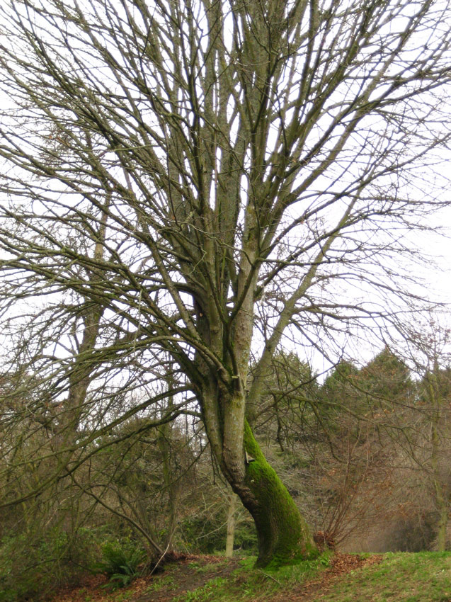 Tree, Volunteer Park, Capitol Hill