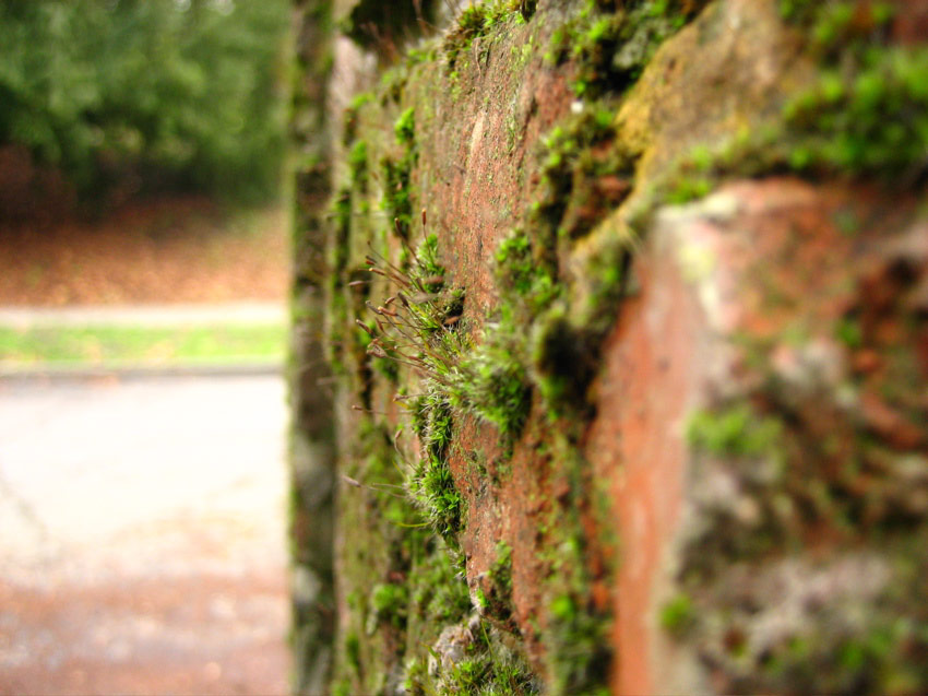 Bricks and Moss, Capitol Hill