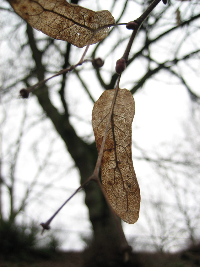 Leaves, Capitol Hill