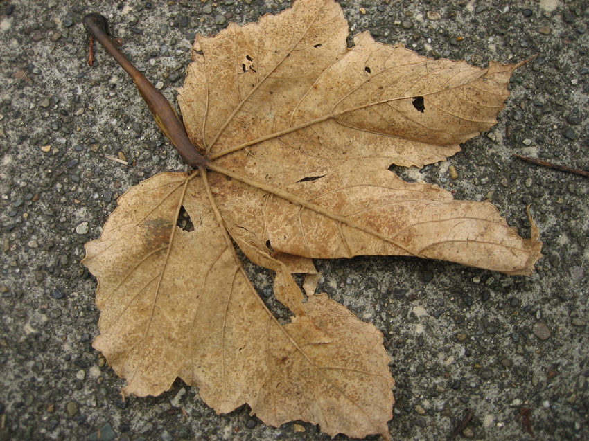 Leaf, Capitol Hill