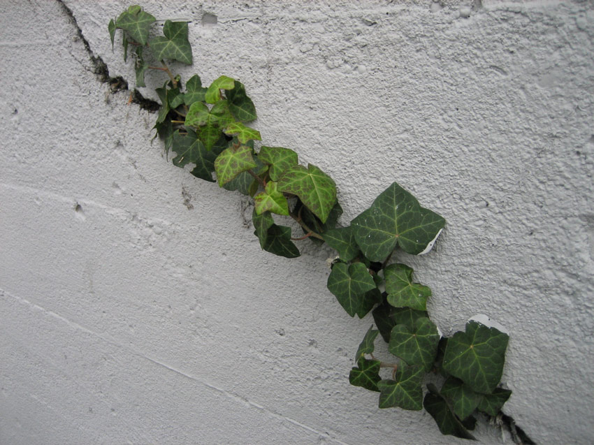 Ivy, 10th Avenue, Capitol Hill