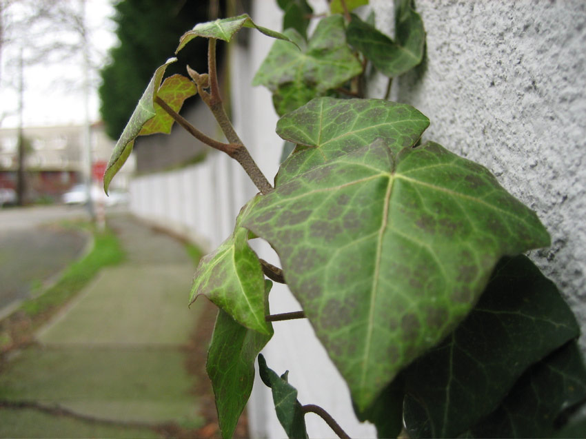 Ivy, 10th Avenue, Capitol Hill