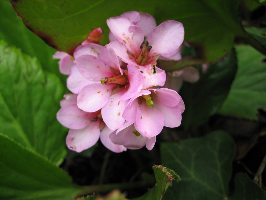 Flowers, 10th Avenue, Capitol Hill