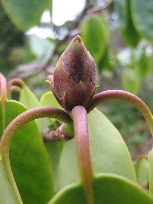 Rhododendron