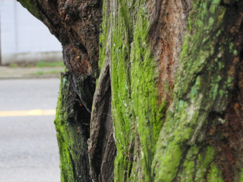 Bark, 10th Avenue, Capitol Hill