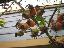 Rosehips on Broadway Avenue