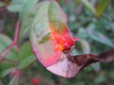 Leaf near St. Mark's