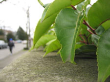 Leaves near St. Mark's