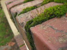 Bricks and Moss, Capitol Hill