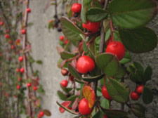 Berries, 10th Avenue, Capitol Hill