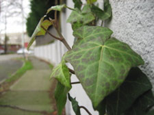 Ivy, 10th Avenue, Capitol Hill