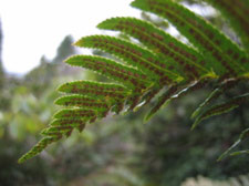 Fern